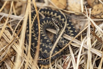 Adder Vipera berus in the Ribnitzer Großes Moor nature reserve near Graal-Müritz,