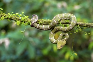 Griffin-tailed lance adder (Bothriechis schlegelii), green variety, sitting on a branch, Heredia