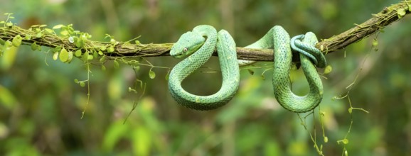 Bothriechis lateralis (Bothriechis lateralis), sitting on a branch, Heredia province, Costa Rica,