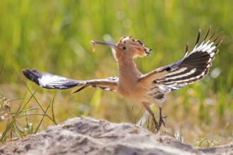 Hoopoe (Upupa epops) Bird of the Year 2022, male with food, bridal gift, mating, courtship,