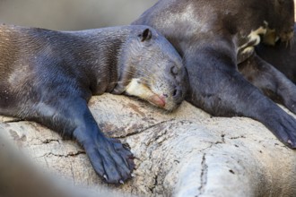 Giant otter (Pteronura brasiliensis) Pantanal Brazil