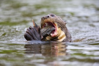 Giant otter (Pteronura brasiliensis) Pantanal Brazil