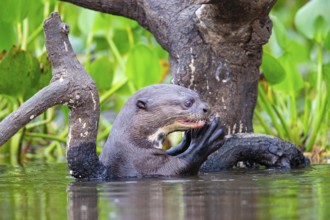 Giant otter (Pteronura brasiliensis) Pantanal Brazil