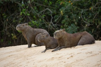 Capybara (Hydrochaeris hydrochaeris) Pantanal Brazil