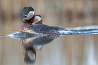 Red-necked Grebe (Podiceps grisegena) grebe, courtship, pair formation, reed and shallow water