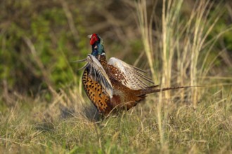 Hunting pheasant (Phasianus colchicus), pheasant flapping its wings, Texel Island, Netherlands