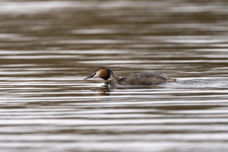 Great Crested Grebe (Podiceps cristatus), Rhineland-Palatinate, Germany, Europe