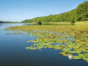 Water lilies bloom in the water lily paradise at Granzower Möschen, Mirow, Mecklenburg Lake
