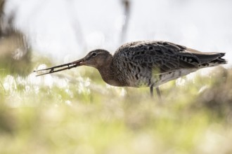 Black-tailed godwit (Limosa limosa), Lower Saxony, Germany, Europe