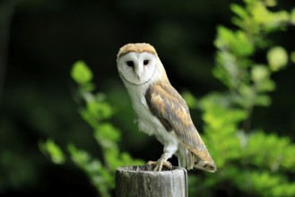 Barn owl (Tyto alba), adult, watchful, on guard, in summer, Šumava, Czech Republic, Europe