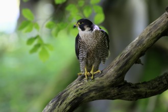 Peregrine falcon (Falco peregrinus), adult, on tree, alert, in summer, Šumava, Czech Republic,
