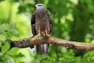 Black Kite (Milvus migrans), adult, alert, perch, Šumava, Czech Republic, Europe