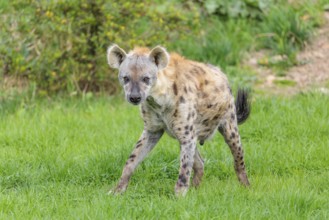 An adult male Spotted Hyena (Crocuta crocuta) stands in a green meadow