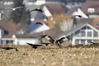 Red kites (Milvus milvus) and crows (Corvus corone) foraging in a freshly ploughed field, Canton