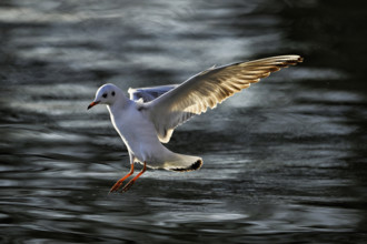 Black-headed Black-headed Gull (Larus ridibundus), approaching over water, evening light, Lake Zug,
