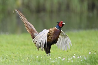 Pheasant (Phasianus colchicus), male, mating, flapping wings, fluttering, Texel, North Holland,