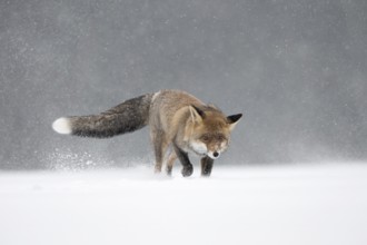 Red fox in the snow, Steinborn, Rhineland-Palatinate, Germany, Europe