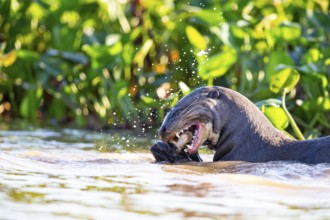 Giant otter (Pteronura brasiliensis) Pantanal Brazil