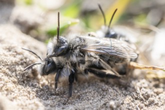 Ashy Mining Bee (Andrena cineraria), mating, Emsland, Lower Saxony, Germany, Europe