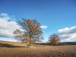 Solitary oak trees on ploughed field under blue sky with clouds in autumn, Burgenlandkreis,