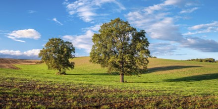 Green field with solitary oaks under a blue sky with clouds in autumn, Burgenlandkreis,