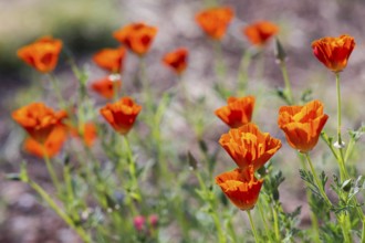 California poppy (Eschscholzia californica) in bloom, Saxony, Germany, Europe