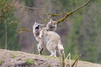 Two grey wolves (Canis lupus lupus) playing on a hill and showing social behaviour