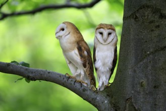 Barn owl (Tyto alba), adult, pair, vigilant, on tree, in summer, Šumava, Czech Republic, Europe