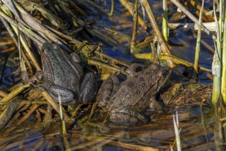 Water frog (Pelophylax sp.) couple sunning among reeds in reed bed in wetland, marshland in spring