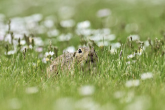 European ground squirrel (Spermophilus citellus), sitting in meadow, Lake Neusiedl National Park,