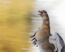 Egyptian goose (Alopochen aegyptiaca) bleating, flapping its wings, profile view, Ümminger See,