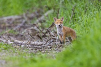 Fox (Vulpes vulpes) puppy Germany