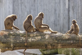 Djelada, blood-breasted baboon (Theropithecus gelada) at Wilhelma. Stuttgart Zoological and