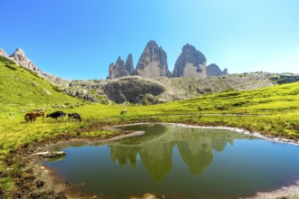 Cows grazing in a green meadow reflect the majestic tre cime di lavaredo in a serene lake, creating