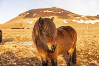 Beautiful brown horses in the cold winter in Iceland. Portrait looking at camera
