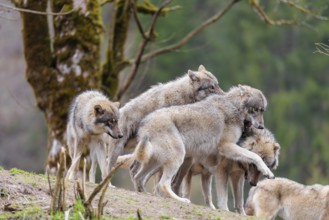 A pack of grey wolves (Canis lupus lupus) playing on a hill and showing social behaviour