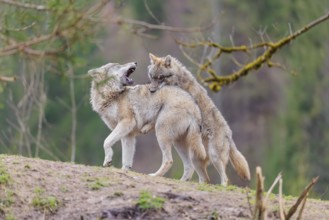 Two grey wolves (Canis lupus lupus) playing on a hill and showing social behaviour