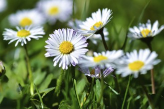 Daisies in a meadow near Augsburg, Bavaria, Germany, Europe