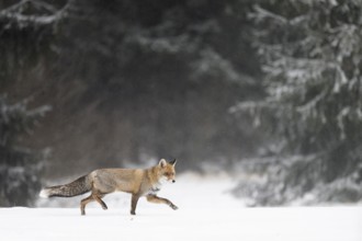Red fox in the snow, Steinborn, Rhineland-Palatinate, Germany, Europe
