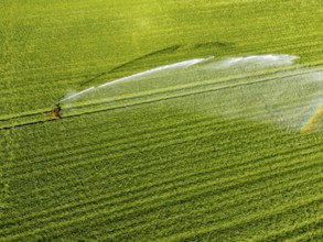 Artificial irrigation of a cereal field in April, with a sprinkler system, long dry spell in spring