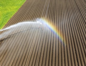 Artificial irrigation of a potato field in April, with a sprinkler system, long drought in spring