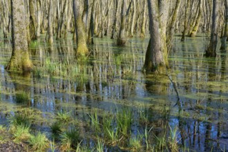 Tree trunks in a green, swampy alluvial forest, alders, spring, nature reserve Rote Lache by