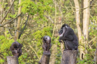 Three Drills (Mandrillus leucophaeus), a male and two females, sit high up on the three stumps of a