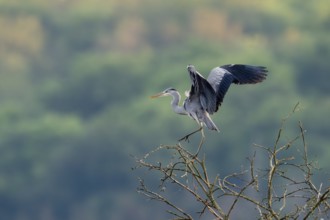 Grey heron (Ardea cinerea), Vulkaneifel, Rhineland-Palatinate, Germany, Europe