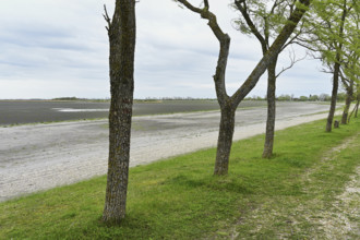 Very dry Zicksee, Lake Neusiedl National Park, Seewinkel, Burgenland, Austria, Europe