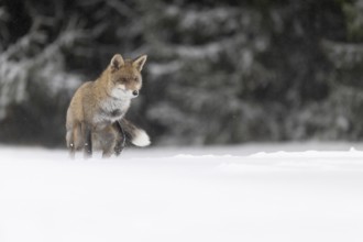 Red fox in the snow, Steinborn, Rhineland-Palatinate, Germany, Europe