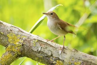 Nightingale (Luscinia megarhynchos) Germany