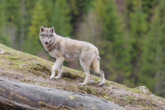A grey wolf (Canis lupus lupus) stands on a hill and watches something