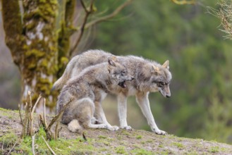 Two grey wolves (Canis lupus lupus) on a hill, one standing, one sitting