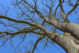 View from below of branched treetop against blue sky, through bare branches, oak tree, Hanau,